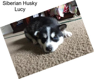 Siberian Husky Lucy