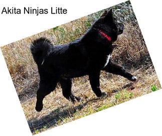 Akita Ninjas Litte