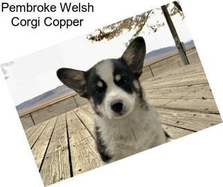 Pembroke Welsh Corgi Copper