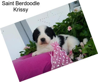 Saint Berdoodle Krissy