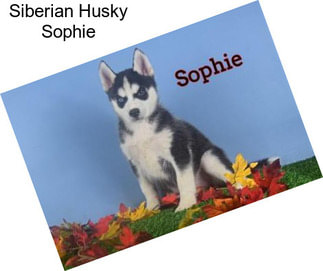 Siberian Husky Sophie