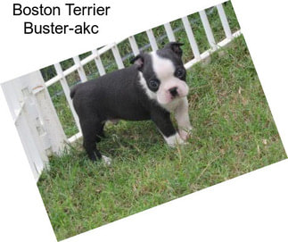 Boston Terrier Buster-akc