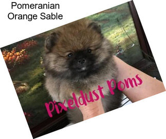 Pomeranian Orange Sable