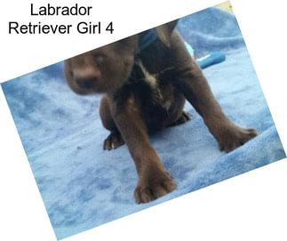 Labrador Retriever Girl 4