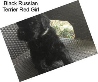 Black Russian Terrier Red Girl