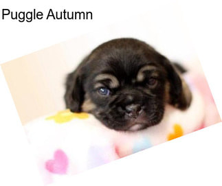 Puggle Autumn