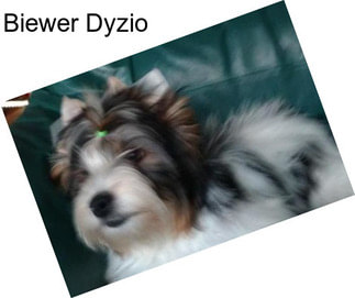 Biewer Dyzio