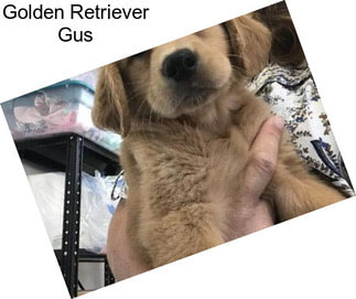 Golden Retriever Gus