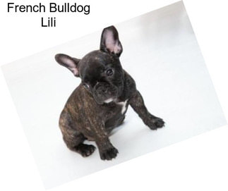 French Bulldog Lili