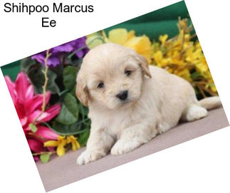 Shihpoo Marcus Ee