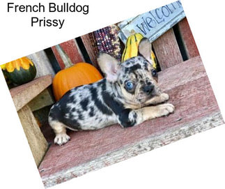 French Bulldog Prissy