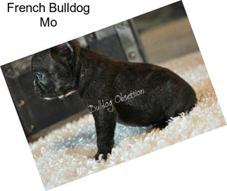 French Bulldog Mo