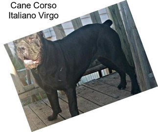 Cane Corso Italiano Virgo