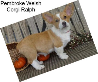 Pembroke Welsh Corgi Ralph