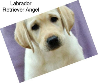 Labrador Retriever Angel