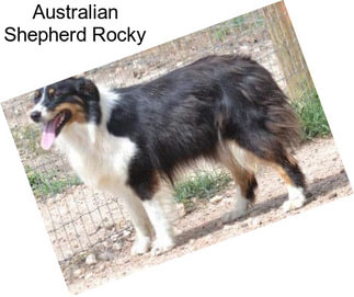 Australian Shepherd Rocky