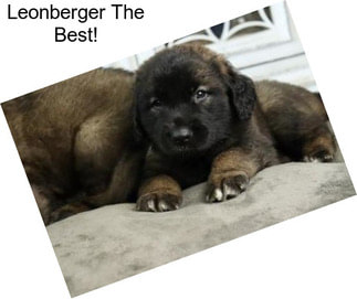 Leonberger The Best!