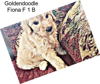 Goldendoodle Fiona F 1 B