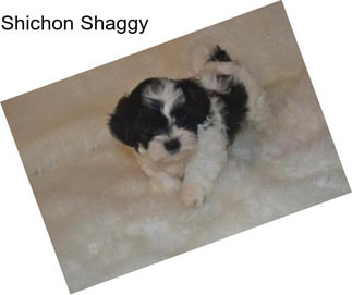 Shichon Shaggy