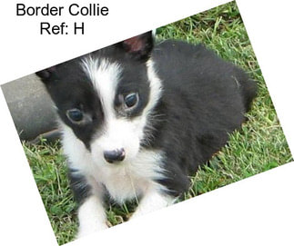 Border Collie Ref: H