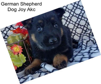 German Shepherd Dog Joy Akc