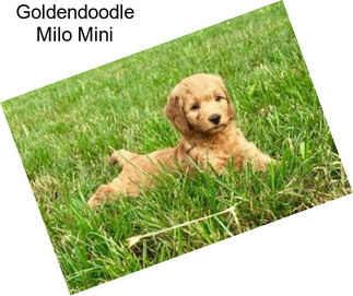 Goldendoodle Milo Mini