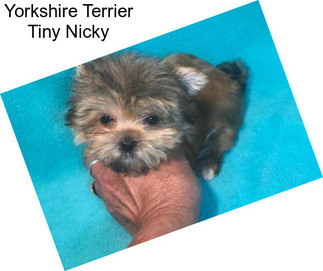 Yorkshire Terrier Tiny Nicky