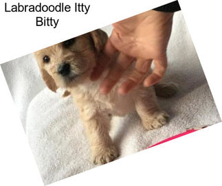Labradoodle Itty Bitty