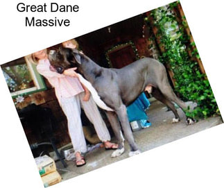 Great Dane Massive
