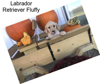 Labrador Retriever Fluffy