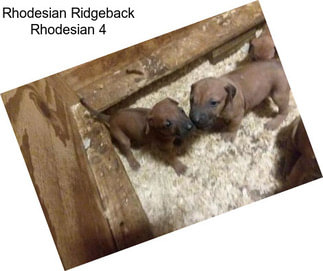 Rhodesian Ridgeback Rhodesian 4