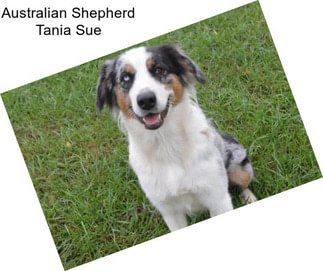 Australian Shepherd Tania Sue