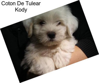 Coton De Tulear Kody