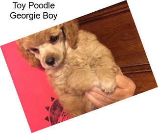 Toy Poodle Georgie Boy