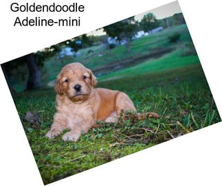 Goldendoodle Adeline-mini
