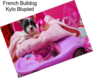 French Bulldog Kylo Blupied