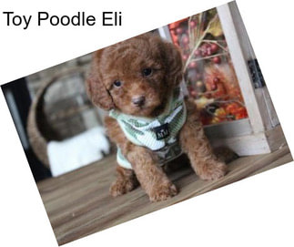 Toy Poodle Eli