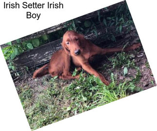 Irish Setter Irish Boy