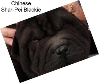 Chinese Shar-Pei Blackie