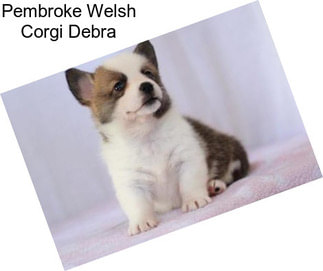 Pembroke Welsh Corgi Debra