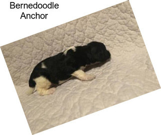 Bernedoodle Anchor