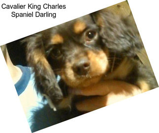 Cavalier King Charles Spaniel Darling