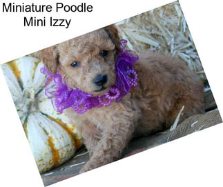 Miniature Poodle Mini Izzy