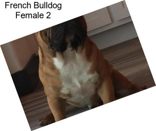 French Bulldog Female 2