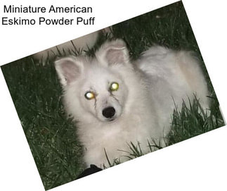 Miniature American Eskimo Powder Puff