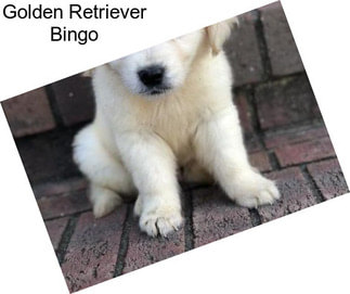 Golden Retriever Bingo