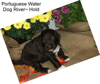 Portuguese Water Dog River~ Hold