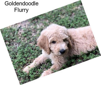 Goldendoodle Flurry