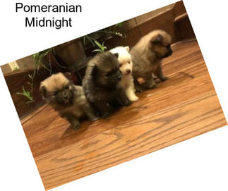 Pomeranian Midnight
