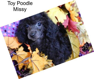 Toy Poodle Missy